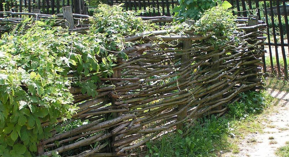 Живая изгородь из ивы: как создать изящный вариант дачной ограды
