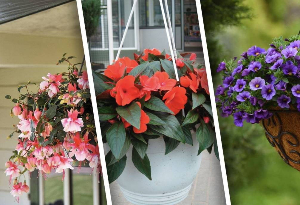 Цветы для кашпо: ампельные растения в оформлении придомовых участков