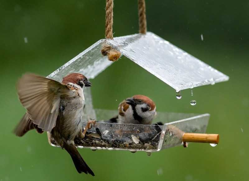 Кормушки для птиц из дерева, фанеры: как сделать