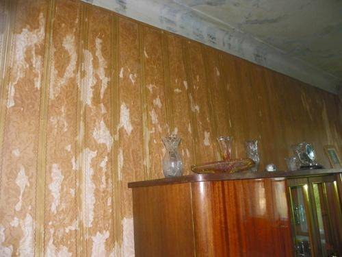 Как вывести грибок и плесень со стен квартиры или дома