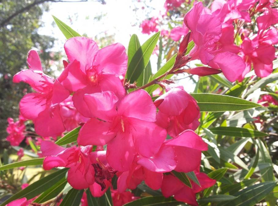 Уход за олеандром в домашних уловиях: выращивание комнатного растения с белыми, розовыми махровыми, иными цветками, и как размножить, как укоренить черенки?