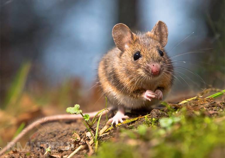 Отпугиватель крыс и мышей — или лучше кот? - умные дома