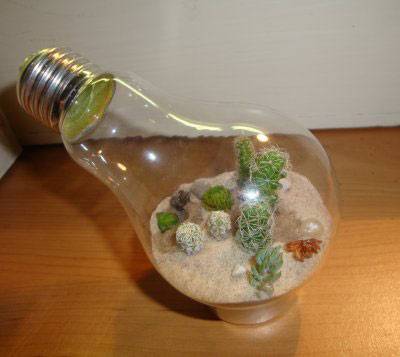 Вечный террариум из лампочки: как в лампочке посадить растение