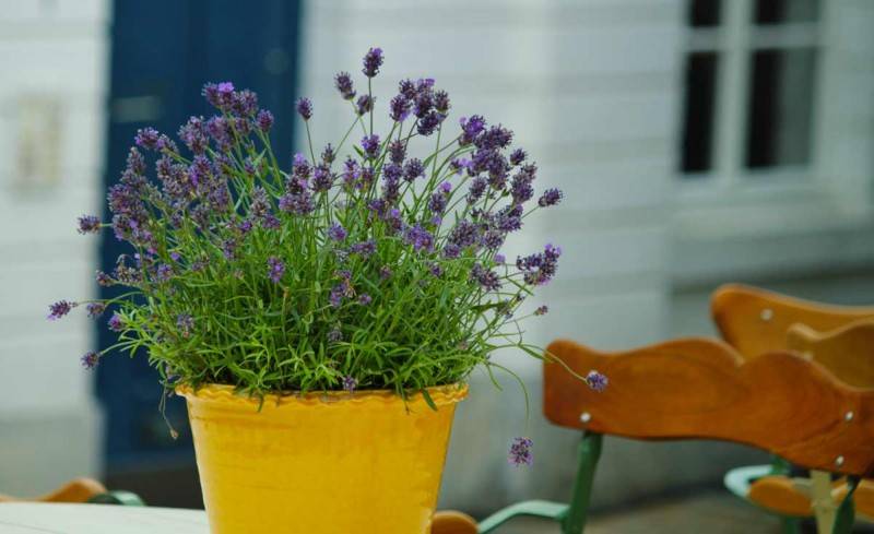 Цветы для кашпо: ампельные растения в оформлении придомовых участков