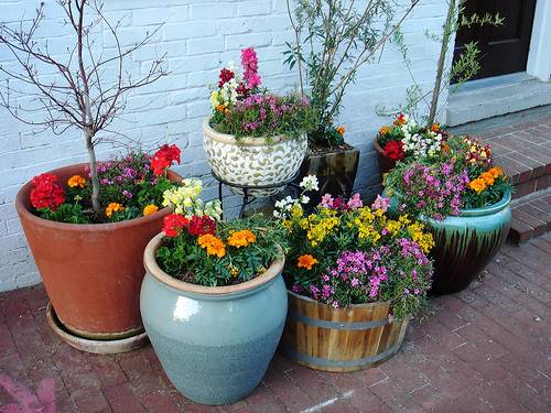 Цветы у подъезда многоквартирного дома - какие лучше посадить, чтобы цвели и радовали