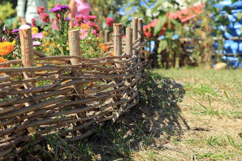 Как посадить и вырастить сибирский кедр на садовом участке