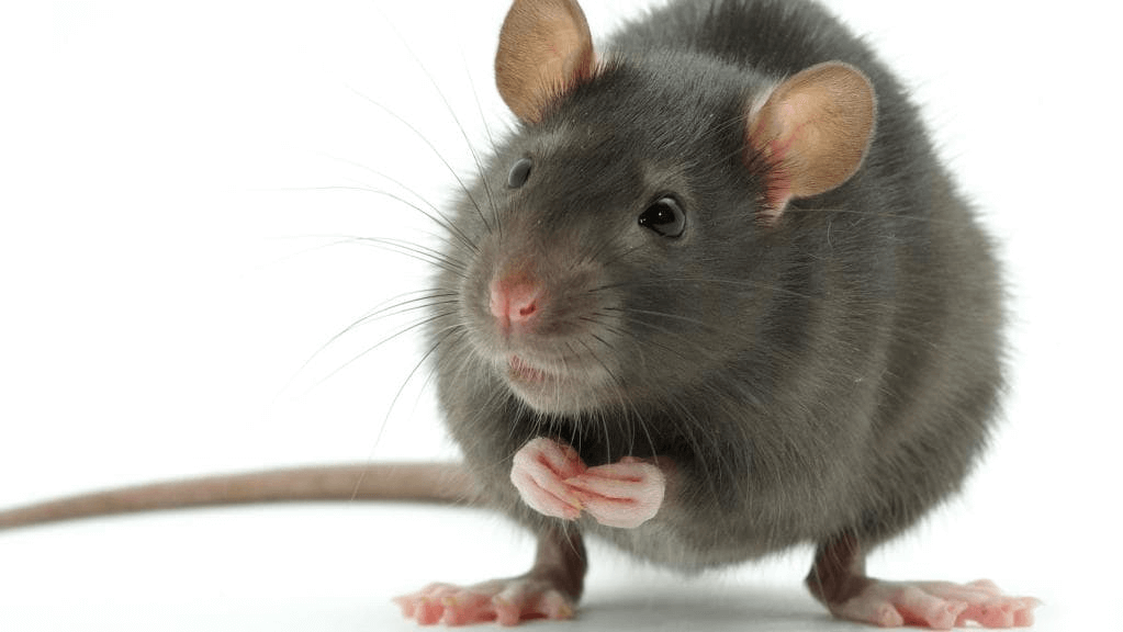 Лучшие отпугиватели мышей