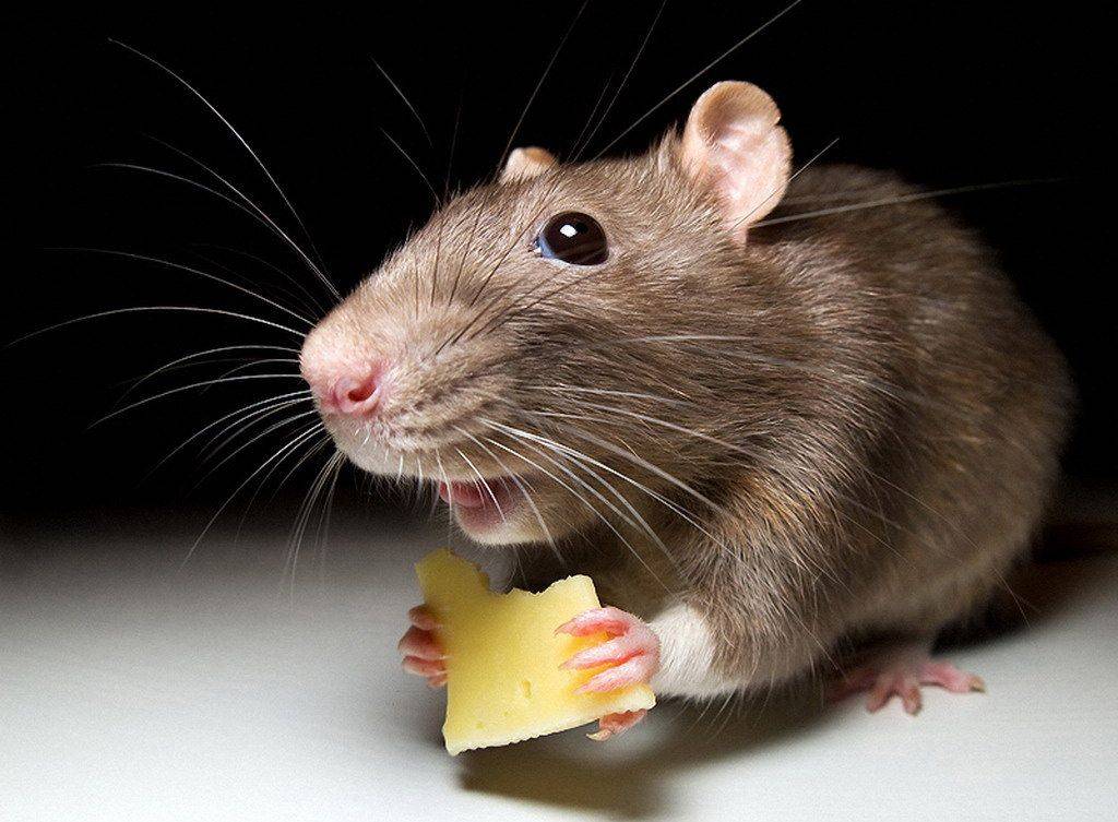 Рейтинг топ 7 лучших отпугивателей мышей и крыс