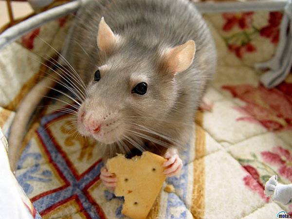 13 лучших отпугивателей мышей и крыс