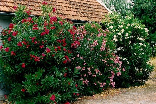 Олеандр в саду: фото, характеристика, выращивание, уход, обыкновенный, желтый, розовый, махровый, виды и сорта